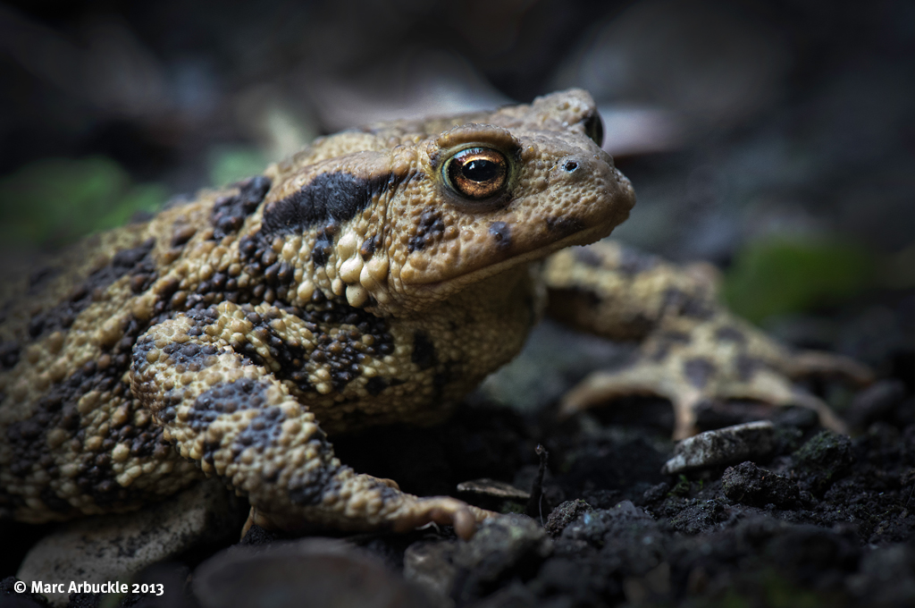 The Common or European Toad – Bufa bufa