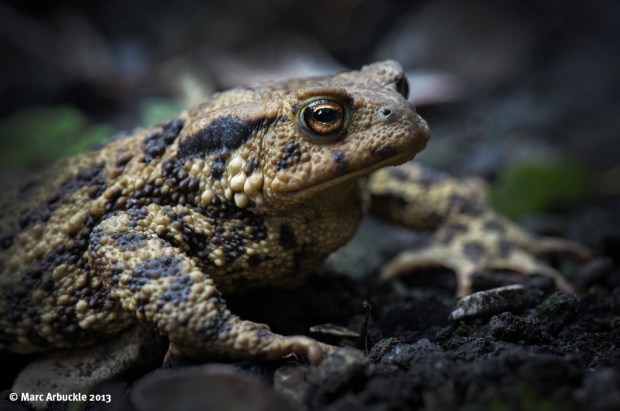 The Common or European Toad – Bufa bufa
