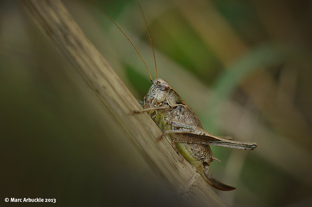 Dark Bush Cricket – Pholidoptera griseoaptera – Female