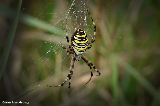 wasp spider – argiope bruennichi – female