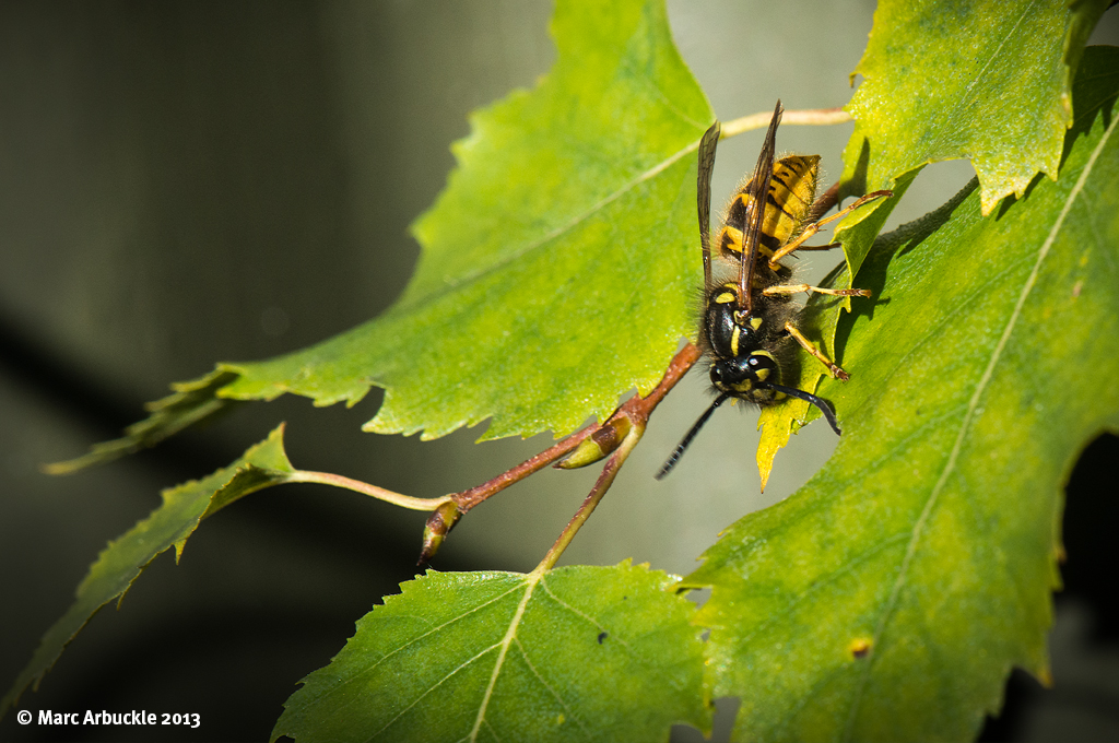 Common Wasp – Vespula vulgaris