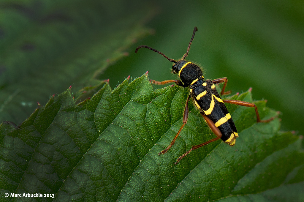 Wasp Beetle Clytus arietis