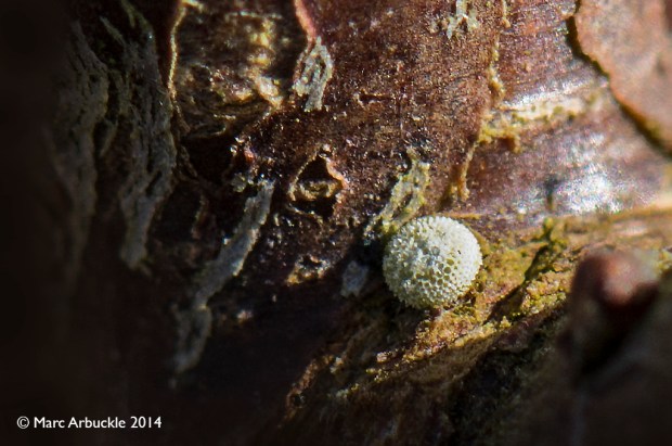 Brown Hairstreak butterfly egg