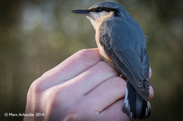 Male Nuthatch, Sitta europaea