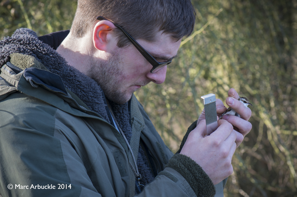 Steve carefully checking the wing feathers to see if the Treecreeper, Certhia familiaris is an adult or juvenile