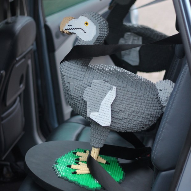 Delivering two more Dodos to the museum. Photo courtesy of Bright Bricks.