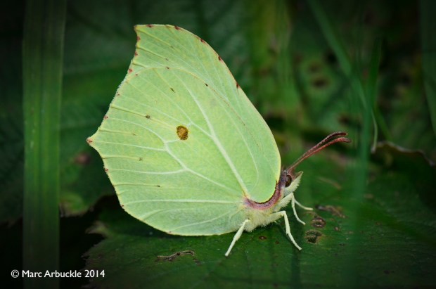 Male Brimstone butterfly, Gonepteryx rhamni