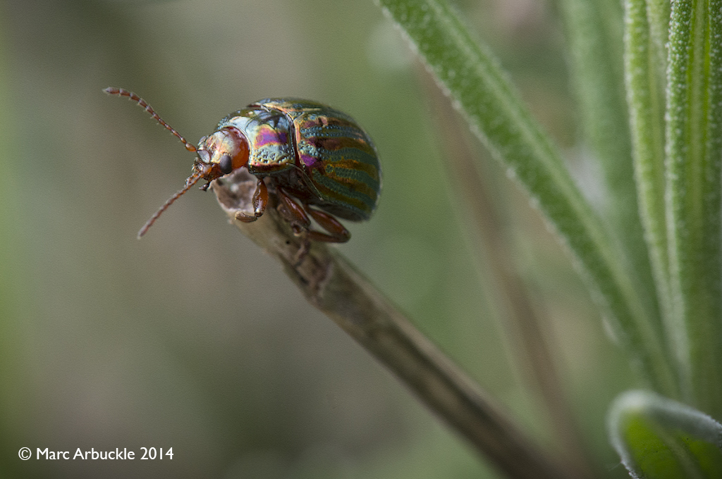 Rosemary Beetle, Chrysolina americana