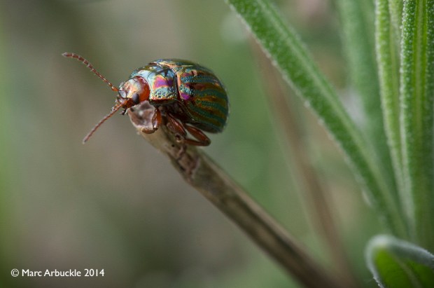 Rosemary Beetle, Chrysolina americana
