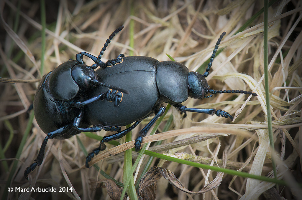 Bloody-nosed beetles, Timarcha tenebricosa