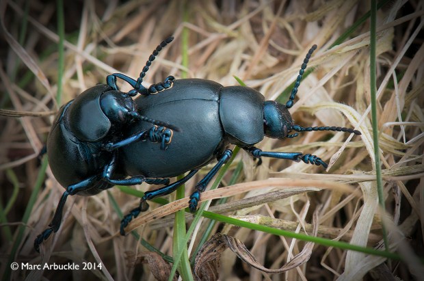 Bloody-nosed beetles, Timarcha tenebricosa