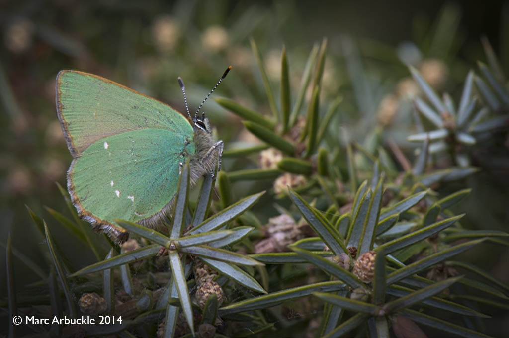 Green Hairstreak butterfly, Callophrys rubi, Male