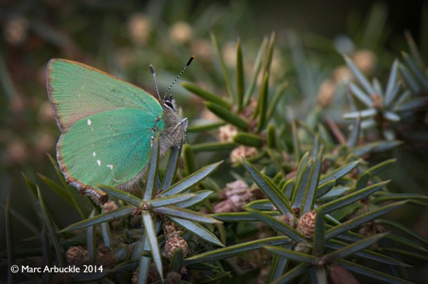 Green Hairstreak butterfly, Callophrys rubi, Male