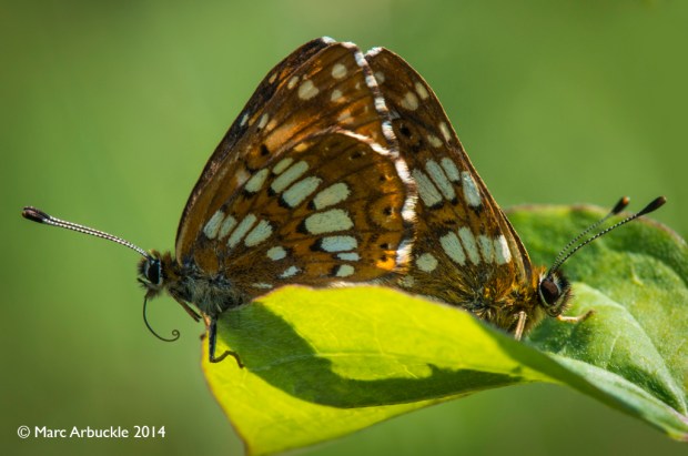 Hamearis lucina – Male and female