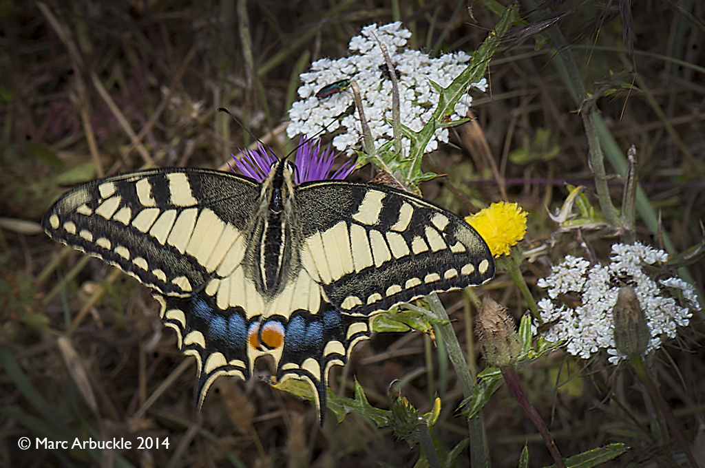 Swallowtail butterfly, papilio machaon