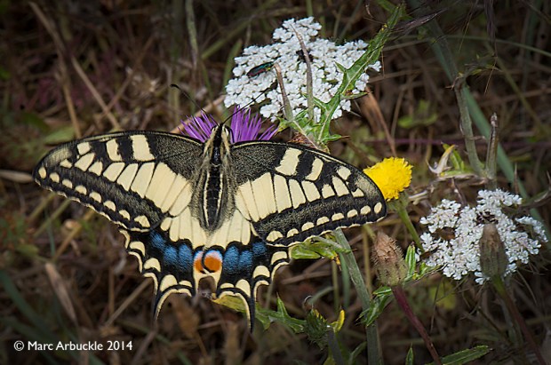 Swallowtail butterfly, papilio machaon