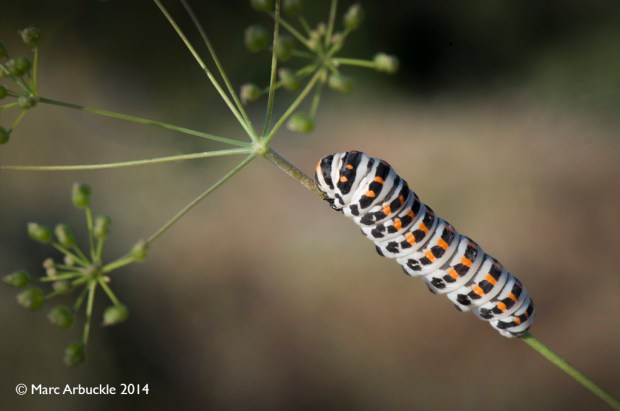 Old World Swallowtail caterpillar, papilio machaon