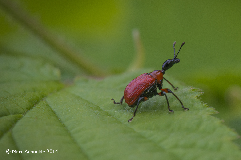 Hazel-leaf roller weevil, apoderus coryli,