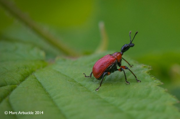 Hazel-leaf roller weevil, apoderus coryli,