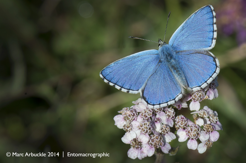 Adonis Blue butterfly, polyommatus bellargus, male
