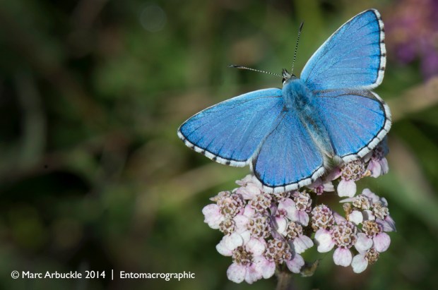 Adonis Blue butterfly, polyommatus bellargus, male