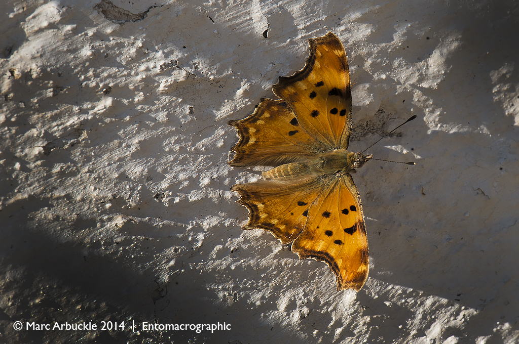 Southern comma butterfly, Polygonia egea