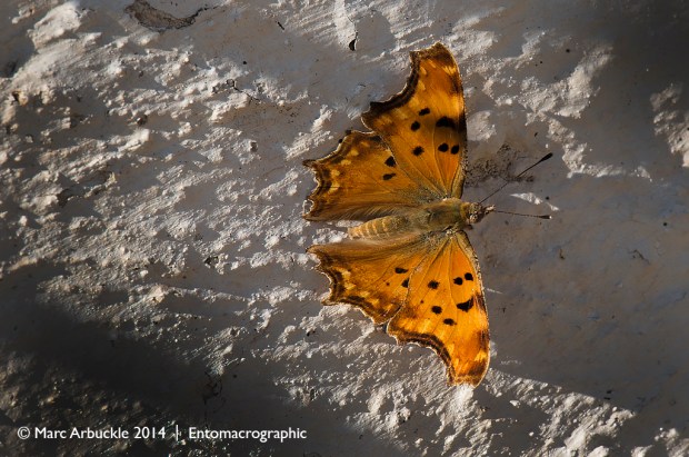 Southern comma butterfly, Polygonia egea