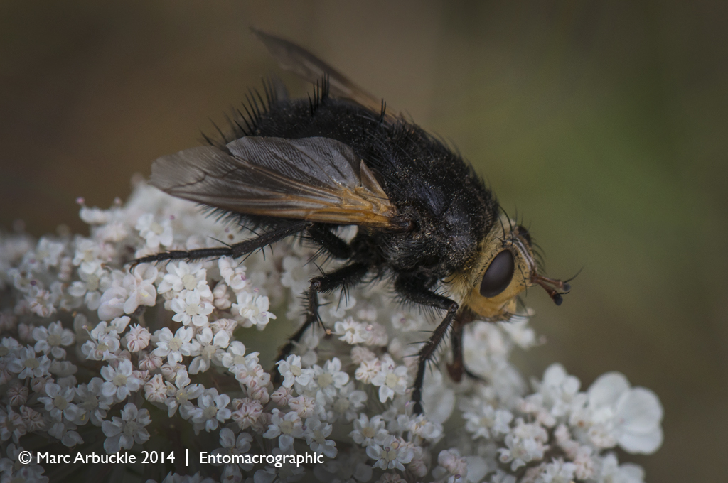 Giant Tachanid Fly, Tachina grossa