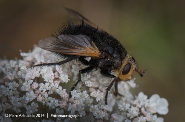 Giant Tachanid Fly, Tachina grossa