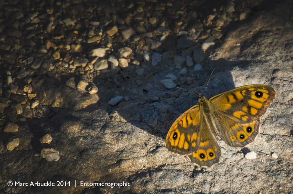Wall butterfly, male, polygonia egea