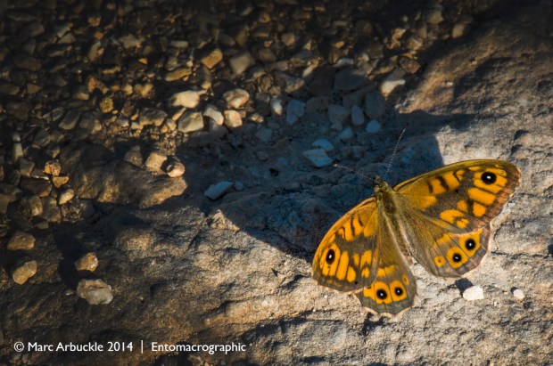 Wall butterfly, male, polygonia egea