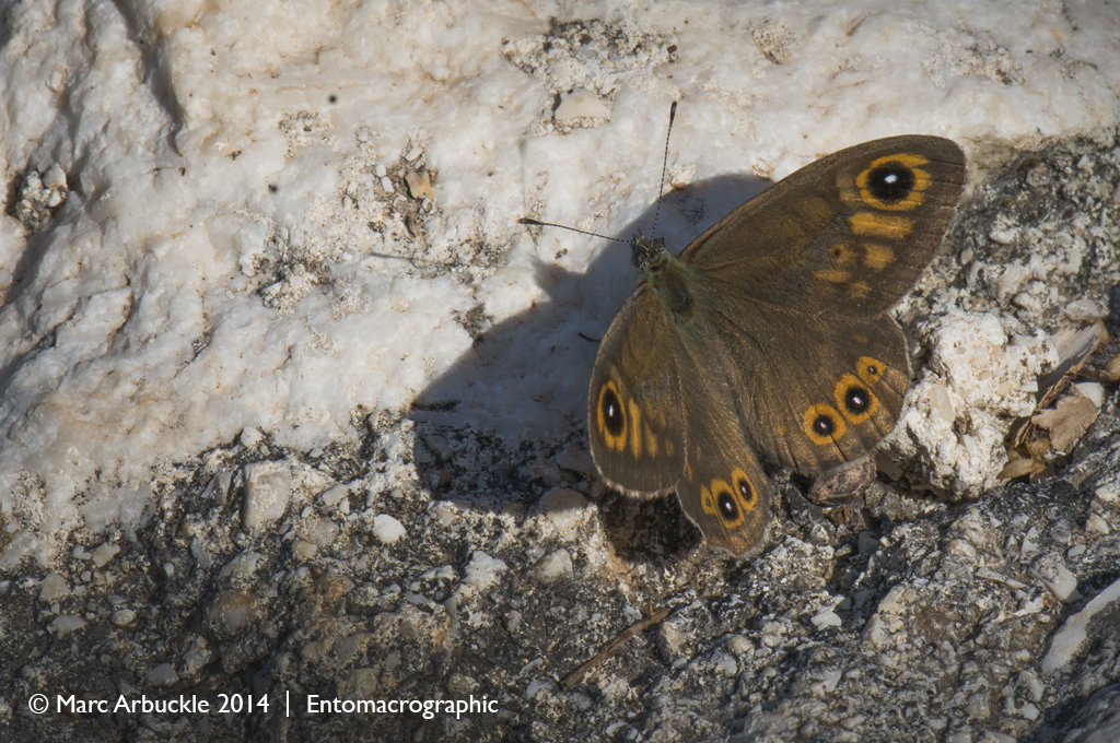 Large Wall butterfly, Lasiommata maera – male
