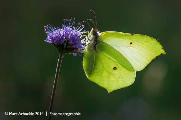 Brimstone butterfly, Gonepteryx rhamni, male