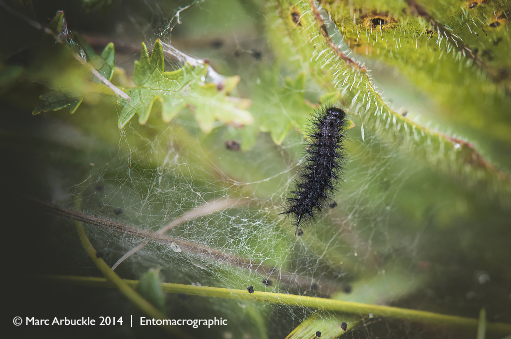 Marsh Fritillary caterpillar, third instal