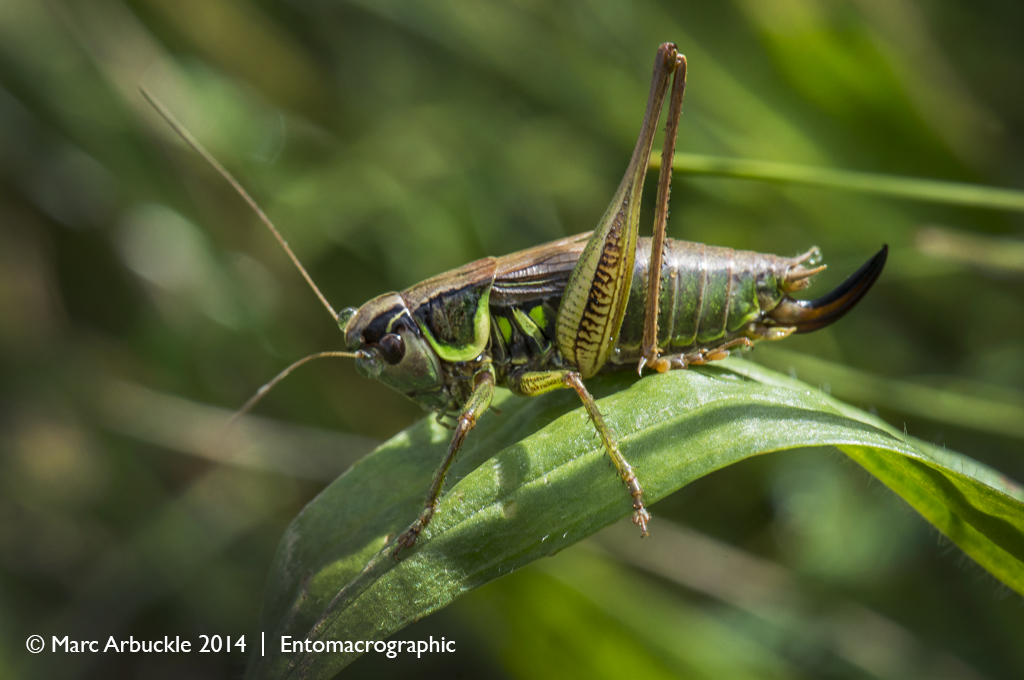 Roesel's Bush-cricket, Metrioptera roeselii, male
