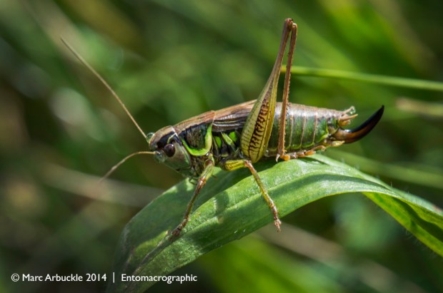 Roesel's Bush-cricket, Metrioptera roeselii, male