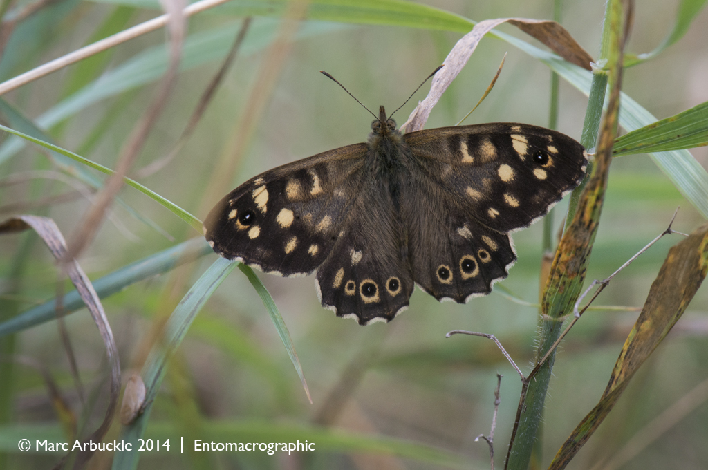 Speckled Wood, Pararge aegeria, male