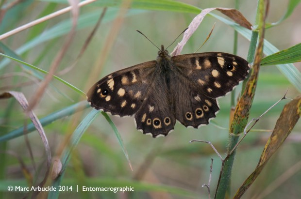 Speckled Wood, Pararge aegeria, male