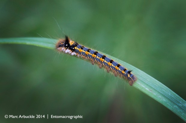Drinker Moth caterpillar, Philudoria potatoria