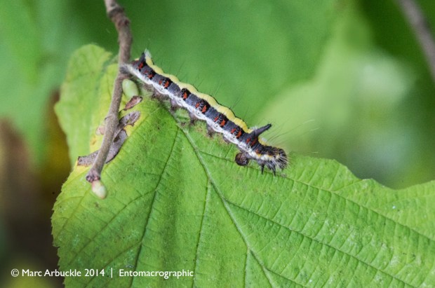 Grey Dagger caterpillar, Acronicta psi