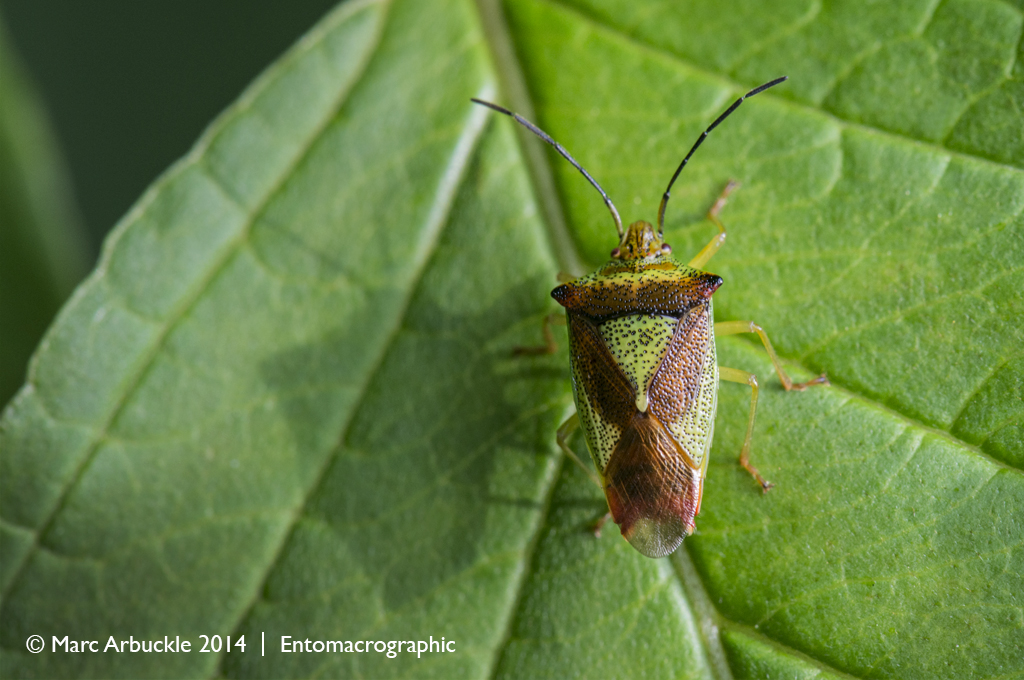 Hawthorn Shieldbug, Acanthosoma haemorrhoidale