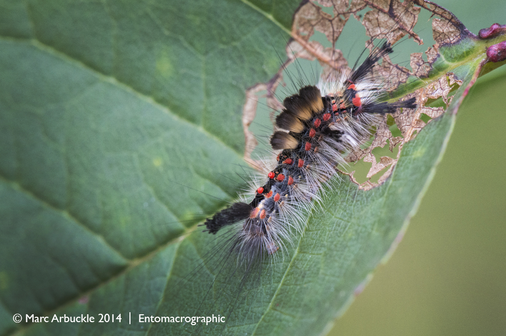 Vapourer Moth caterpillar, Orgyia antiqua