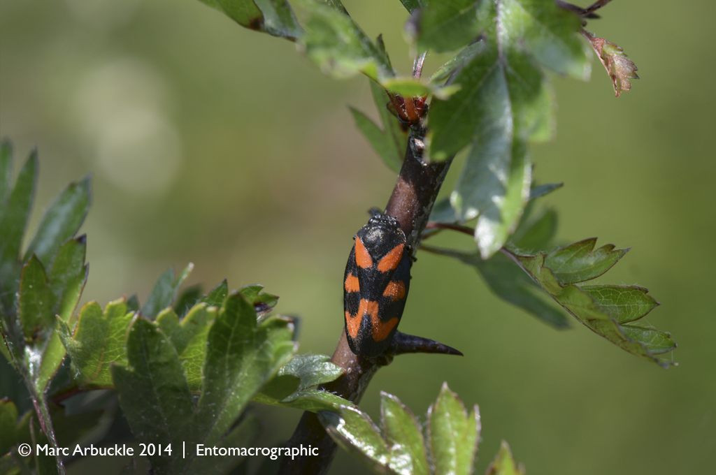 Cercopis vulnerata