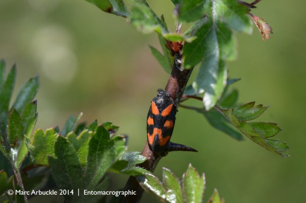 Cercopis vulnerata
