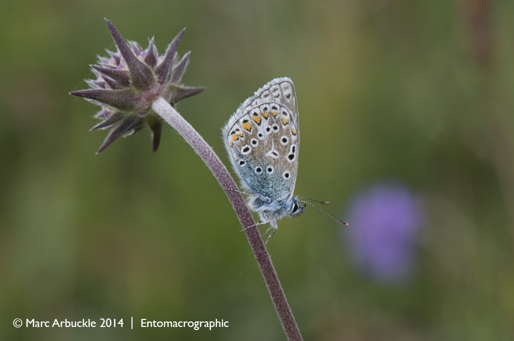 Common Blue butterfly, Polyommatus icarus, female