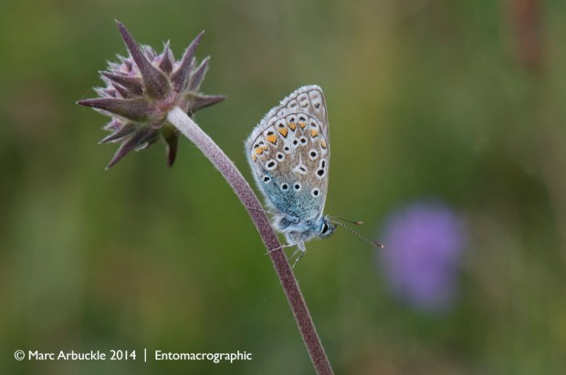 Common Blue butterfly, Polyommatus icarus, female