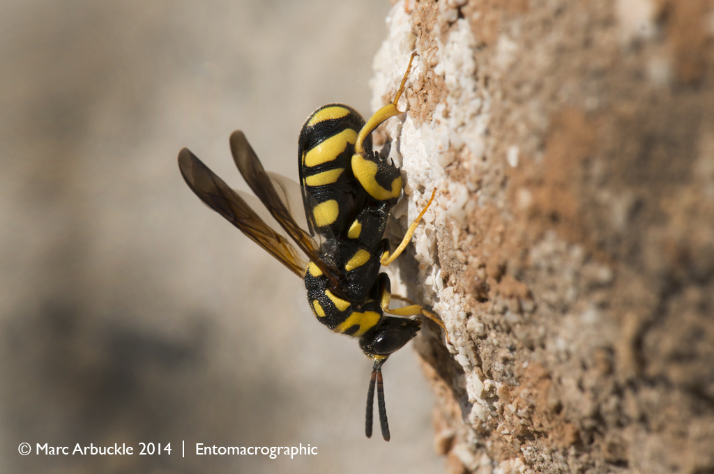 Parasitoid wasp, Leucospis gigas, female