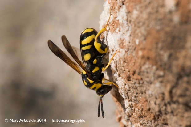 Parasitoid wasp, Leucospis gigas, female