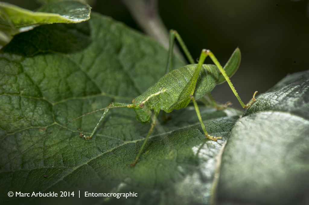 Speckled Bush-cricket, Leptophyes punctatissima, female