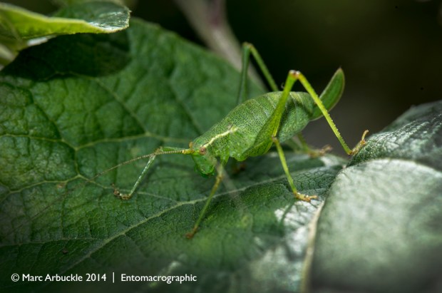 Speckled Bush-cricket, Leptophyes punctatissima, female